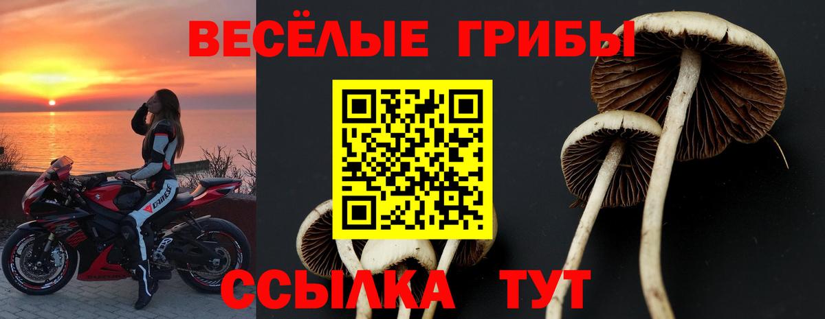 Галлюциногенные грибы Psilocybe  Вход с VPN  как найти наркотики  Галлюциногенные грибы MAGIC MUSHROOMS  Новоалтайск 